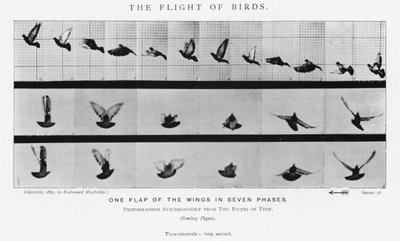 Eadweard Muybridge: Der Flug der Vögel (s/w Foto) von Eadweard Muybridge