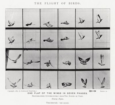 Der Flug der Vögel von Eadweard Muybridge