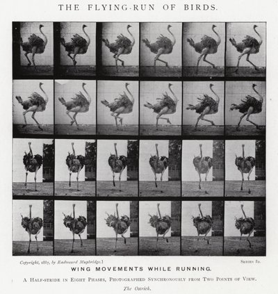 Der Fluglauf der Vögel von Eadweard Muybridge