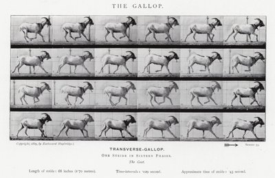 Der Galopp von Eadweard Muybridge