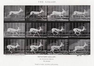 Der Galopp von Eadweard Muybridge