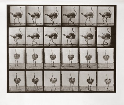 Strauß läuft, Tafel 772 aus Animal Locomotion, 1887 von Eadweard Muybridge