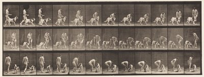 Tafel 449. Einen Hund füttern von Eadweard Muybridge