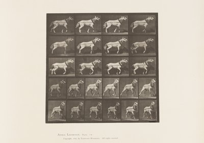 Tafel 572. Ziehen; Kopf wird gezogen; Hellgraue Stute, 1885 von Eadweard Muybridge