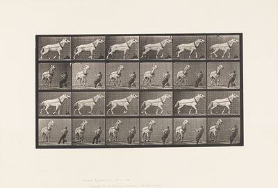 Tafel 573. Ziehen; Mann zieht am Kopf; Hellgraue Stute, 1885 von Eadweard Muybridge