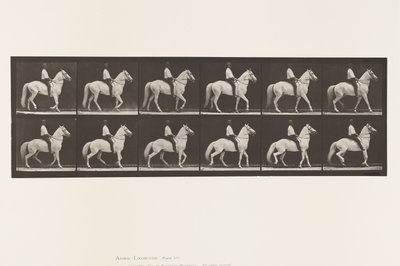 Tafel 577. Gehen; Sattel; Unregelmäßig; Weißes Pferd Clinton von Eadweard Muybridge
