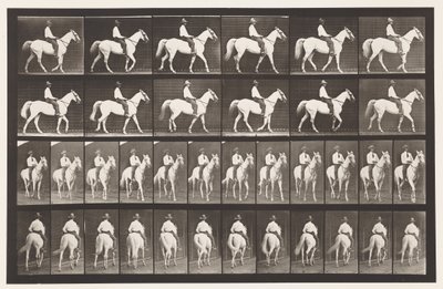 Tafel 579. Gehen; Sattel; Weißes Pferd Elberon, 1885 von Eadweard Muybridge