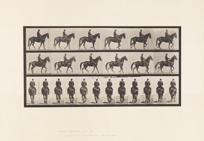Tafel 584. Gehen; Sattel; Unregelmäßig; Braune Stute Beauty, 1885 von Eadweard Muybridge