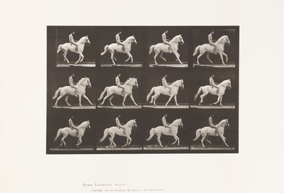 Tafel 617. Galopp; Ohne Sattel; Reiter, 106, Nackt; Weißes Pferd Clinton, 1885 von Eadweard Muybridge