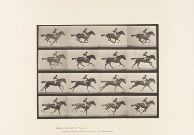 Tafel 626. Galopp; Vollblut Braune Stute Annie G. von Eadweard Muybridge