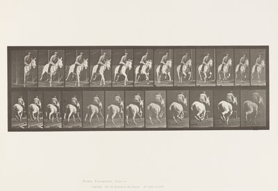 Tafel 635. Galopp; Sattel; Graue Stute Pandora von Eadweard Muybridge