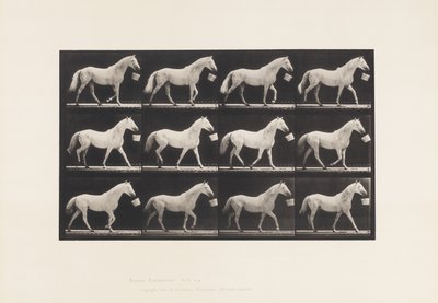Tafel 650. Geht mit einem Eimer im Maul; Hellgraues Pferd von Eadweard Muybridge