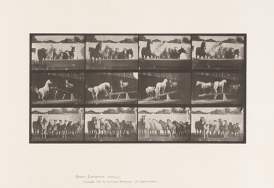 Tafel 651. A, Glockenläuten; B, Wippe; C, Militärübung von Eadweard Muybridge