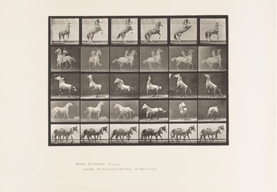 Tafel 652. A, B, C, D, E, Pferde Aufbäumend, etc. von Eadweard Muybridge