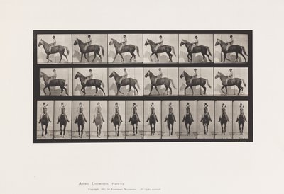 Tafel 654. Gehend; Sattel; Lahm, rechter Vorderfuß; Pferd-Buckskin von Eadweard Muybridge