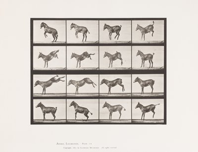Tafel 659. Maultier; A, B, Bocken und Treten; Ruth von Eadweard Muybridge