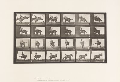 Tafel 661. Maultier; Ein widerspenstiges Tier Ruth von Eadweard Muybridge