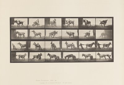 Tafel 662. Maultier; A, B, Ein widerspenstiges Tier Denver von Eadweard Muybridge