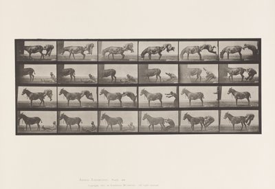 Tafel 663. Maultier; A, B, Ein Widerspenstiges Tier Denver von Eadweard Muybridge