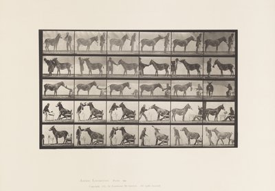 Tafel 664. Maultier; Verschiedene Darbietungen; an einem Tisch, etc. von Eadweard Muybridge