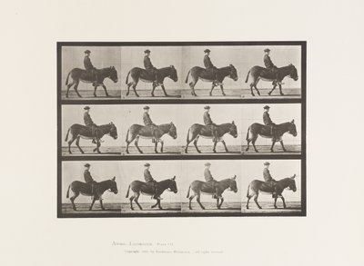 Platte 665. Esel; Gehen; Ohne Sattel; ein Junge reitet, Jennie von Eadweard Muybridge
