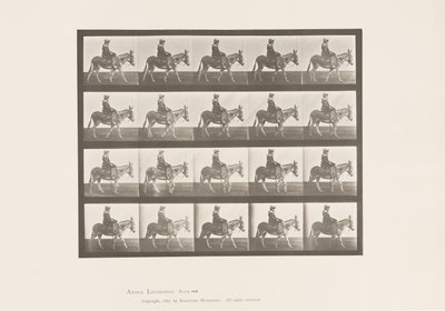 Tafel 666. Esel; Gehend; Sattel; Ein Mädchen reitend, Zoo von Eadweard Muybridge