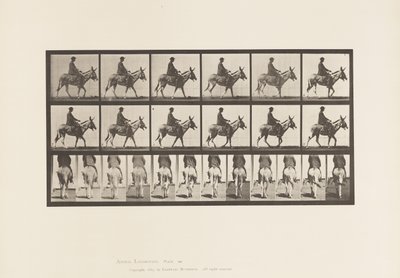 Tafel 667. Esel; Gehend; Sattel; Ein Junge reitend, Zoo von Eadweard Muybridge