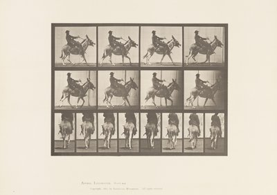 Tafel 668. Esel; Passgang; Sattel; Ein Junge Reitend, Zoo von Eadweard Muybridge
