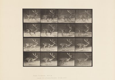 Platte 682. Damhirsch; Bock; A, Traben; B, Galoppieren von Eadweard Muybridge