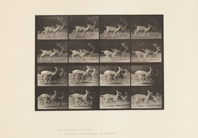 Platte 684. Damhirsch; A, Bock und Hirschkuh; B, Zwei Hirschkühe; Traben von Eadweard Muybridge