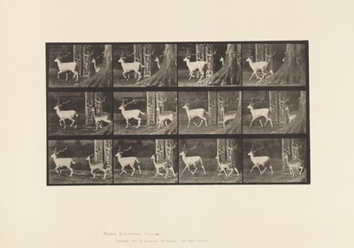 Platte 685. Damhirsch; Bock und Hirschkuh; Traben von Eadweard Muybridge