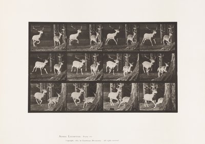 Tafel 686. Damhirsch; Bock und Hirschkuh; Galoppieren von Eadweard Muybridge