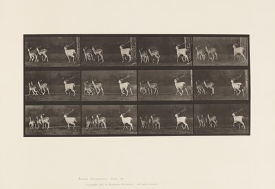 Tafel 687. Damhirsch; Bock und Gruppe von Hirschkühen; Galoppieren von Eadweard Muybridge