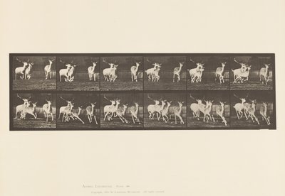 Tafel 688. Damhirsch; Bock und Gruppe von Hirschkühen; Galoppierend von Eadweard Muybridge