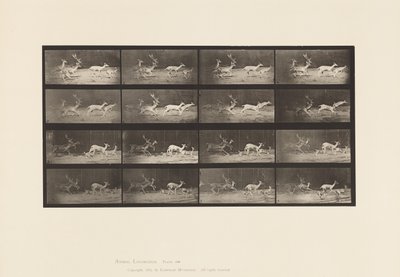 Tafel 689. Damhirsch; A, B, Hirsch und Gruppe von Hirschkühen; Galoppierend von Eadweard Muybridge