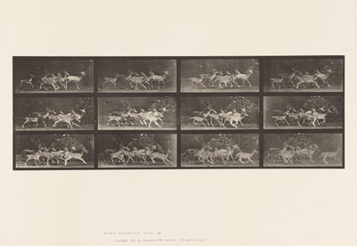 Tafel 690. Damhirsch; Bock und Gruppe von Hirschkühen; Verschiedene Bewegungen von Eadweard Muybridge