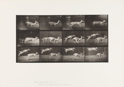 Tafel 691. Damhirsch; Hirschkuh; Galoppierend; und Kitz; Springend von Eadweard Muybridge