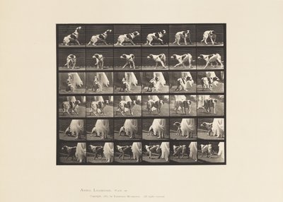 Tafel 713. Hund; Umdrehen, etc; Setter Kate von Eadweard Muybridge