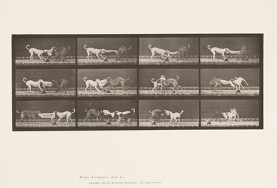 Tafel 715. Hunde; Drei, an einem Handtuch ziehend, Ike, Maggie usw. von Eadweard Muybridge