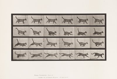 Tafel 716. Katze; Gehend, Wechsel zu Galoppierend von Eadweard Muybridge