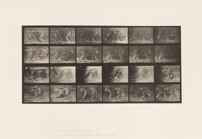 Tafel 731. Jaguar; A, Gehend; B, Umdrehend von Eadweard Muybridge