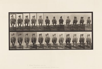 Tafel 741. Baktrisches Kamel; A, Laufend; B, Passgang von Eadweard Muybridge