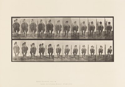 Tafel 742. Baktrisches Kamel; A, Passgang; B, Galoppierend von Eadweard Muybridge