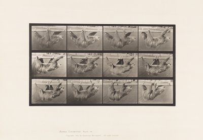Tafel 750. Faultier; Laufend, Hängend an einer Horizontalen Stange von Eadweard Muybridge