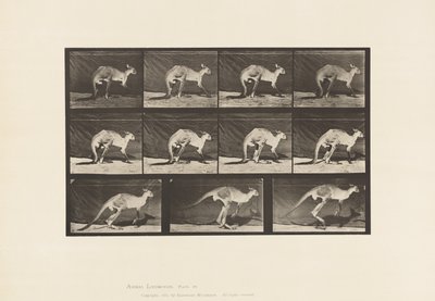 Tafel 751. Känguru; Auf allen Vieren gehen; Wechsel zum Springen von Eadweard Muybridge