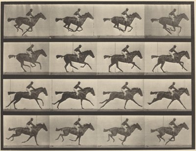 Plattennummer 626. Galopp, Vollblut-Braune Stute, Annie G. von Eadweard Muybridge