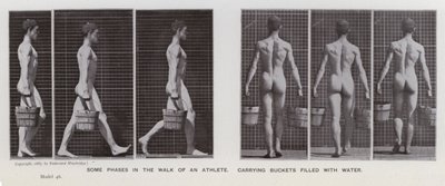Die menschliche Figur in Bewegung: Einige Phasen im Gang eines Athleten, der mit Wasser gefüllte Eimer trägt von Eadweard Muybridge