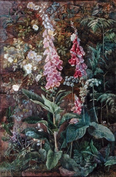 Digitalis Purpura und Rosa Rugosa von Edith Isabel Barrow