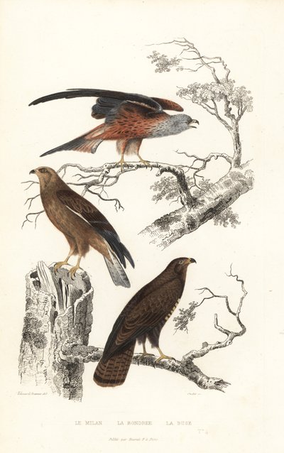 Rotmilan, Wespenbussard und Mäusebussard von Edouard (after) Travies