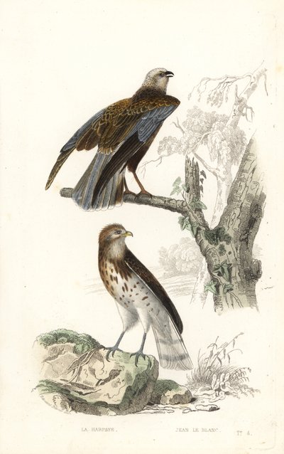 Rohrweihe und Schlangenadler von Edouard (after) Travies